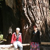 Muir Woods